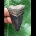 5,0 cm schwarzer Zahn des Megalodon