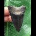 5,0 cm schwarzer Zahn des Megalodon
