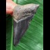 5,0 cm schwarzer Zahn des Megalodon