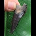 5,0 cm schwarzer Zahn des Megalodon