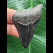 5,0 cm schwarzer Zahn des Megalodon mit guter Zahnung