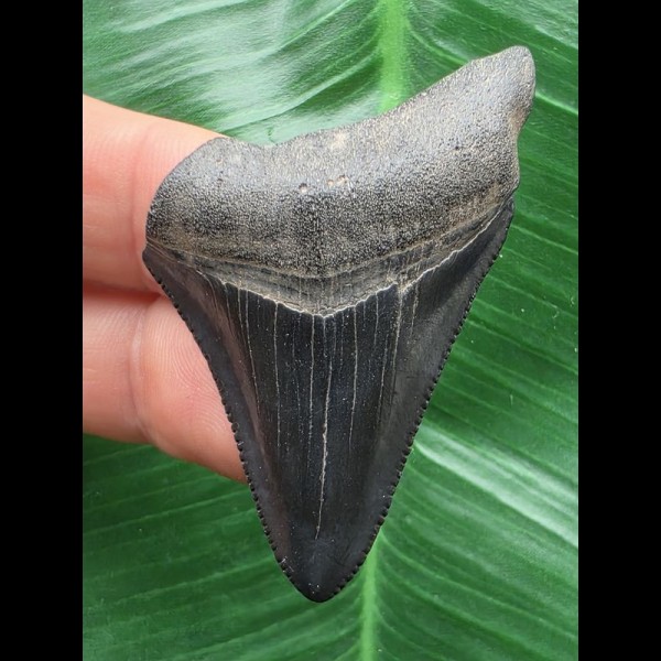 5,0 cm schwarzer Zahn des Megalodon mit guter Zahnung 5,0 cm schwarzer Zahn des Megalodon mit guter Zahnung