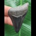 5,0 cm schwarzer Zahn des Megalodon mit guter Zahnung 5,0 cm schwarzer Zahn des Megalodon mit guter Zahnung