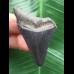 5,0 cm schwarzer Zahn des Megalodon mit guter Zahnung 5,0 cm schwarzer Zahn des Megalodon mit guter Zahnung