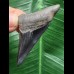 5,0 cm schwarzer Zahn des Megalodon mit guter Zahnung 5,0 cm schwarzer Zahn des Megalodon mit guter Zahnung