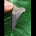 5,0 cm schwarzer Zahn des Megalodon mit guter Zahnung 5,0 cm schwarzer Zahn des Megalodon mit guter Zahnung