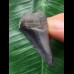 5,0 cm schwarzer Zahn des Megalodon mit guter Zahnung 5,0 cm schwarzer Zahn des Megalodon mit guter Zahnung