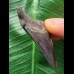 5,0 cm schwarzer Zahn des Megalodon mit guter Zahnung 5,0 cm schwarzer Zahn des Megalodon mit guter Zahnung