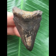 5,5 cm dunkler Zahn des Megalodon