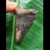 5,5 cm dunkler Zahn des Megalodon 5,5 cm dunkler Zahn des Megalodon