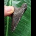 5,5 cm dunkler Zahn des Megalodon 5,5 cm dunkler Zahn des Megalodon
