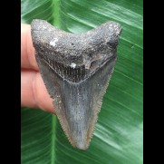 4,6 cm blauer Zahn des Megalodon