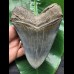 13,9 cm scharfer blauer Zahn des Megalodon