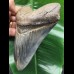 13,9 cm scharfer blauer Zahn des Megalodon
