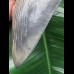 13,9 cm scharfer blauer Zahn des Megalodon