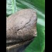 13,9 cm scharfer blauer Zahn des Megalodon