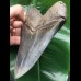 13,9 cm scharfer blauer Zahn des Megalodon