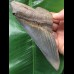 13,9 cm scharfer blauer Zahn des Megalodon