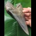 13,9 cm scharfer blauer Zahn des Megalodon