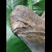 13,9 cm scharfer blauer Zahn des Megalodon