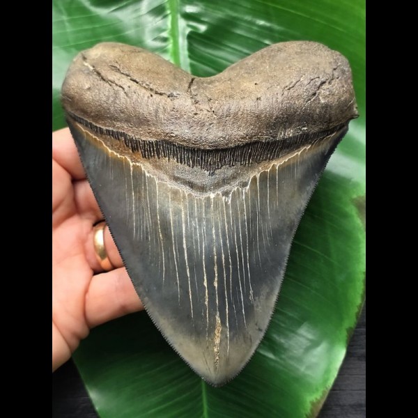13,9 cm scharfer blauer Zahn des Megalodon