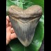 13,9 cm scharfer blauer Zahn des Megalodon
