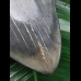 13,9 cm scharfer blauer Zahn des Megalodon
