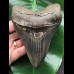 12,7 cm dunkler scharfer Unterkiefer-Zahn des Megalodon 12,7 cm dunkler scharfer Unterkiefer-Zahn des Megalodon