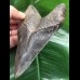 12,7 cm dunkler scharfer Unterkiefer-Zahn des Megalodon 12,7 cm dunkler scharfer Unterkiefer-Zahn des Megalodon