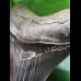 12,7 cm dunkler scharfer Unterkiefer-Zahn des Megalodon 12,7 cm dunkler scharfer Unterkiefer-Zahn des Megalodon