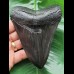 12,1 cm schwarzer scharfer Zahn des Megalodon - 'Jet-Black' 12,1 cm schwarzer scharfer Zahn des Megalodon - 'Jet-Black'