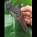 12,1 cm schwarzer scharfer Zahn des Megalodon - 'Jet-Black' 12,1 cm schwarzer scharfer Zahn des Megalodon - 'Jet-Black'