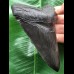 12,1 cm schwarzer scharfer Zahn des Megalodon - 'Jet-Black' 12,1 cm schwarzer scharfer Zahn des Megalodon - 'Jet-Black'