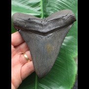 12,3 cm scharfer großer Zahn des Otodus Chubutensis