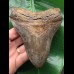 12,5 cm großer facettenreich gefärbter und scharfer Zahn des Megalodon 12,5 cm großer facettenreich gefärbter und scharfer Zahn des Megalodon