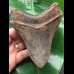 12,5 cm großer facettenreich gefärbter und scharfer Zahn des Megalodon 12,5 cm großer facettenreich gefärbter und scharfer Zahn des Megalodon