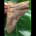 12,5 cm großer facettenreich gefärbter und scharfer Zahn des Megalodon 12,5 cm großer facettenreich gefärbter und scharfer Zahn des Megalodon