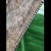 12,5 cm großer facettenreich gefärbter und scharfer Zahn des Megalodon 12,5 cm großer facettenreich gefärbter und scharfer Zahn des Megalodon