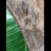 12,5 cm großer facettenreich gefärbter und scharfer Zahn des Megalodon 12,5 cm großer facettenreich gefärbter und scharfer Zahn des Megalodon