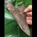 12,5 cm großer facettenreich gefärbter und scharfer Zahn des Megalodon 12,5 cm großer facettenreich gefärbter und scharfer Zahn des Megalodon