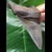 10,1 cm dunkelblauer Unterkiefer Zahn des Megalodon 10,1 cm dunkelblauer Unterkiefer Zahn des Megalodon