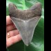 10,1 cm dunkelblauer Unterkiefer Zahn des Megalodon 10,1 cm dunkelblauer Unterkiefer Zahn des Megalodon