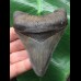 10,1 cm dunkelblauer Unterkiefer Zahn des Megalodon 10,1 cm dunkelblauer Unterkiefer Zahn des Megalodon