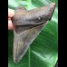 10,1 cm dunkelblauer Unterkiefer Zahn des Megalodon 10,1 cm dunkelblauer Unterkiefer Zahn des Megalodon