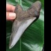 10,1 cm dunkelblauer Unterkiefer Zahn des Megalodon 10,1 cm dunkelblauer Unterkiefer Zahn des Megalodon
