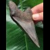 10,1 cm dunkelblauer Unterkiefer Zahn des Megalodon 10,1 cm dunkelblauer Unterkiefer Zahn des Megalodon