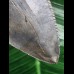10,1 cm dunkelblauer Unterkiefer Zahn des Megalodon 10,1 cm dunkelblauer Unterkiefer Zahn des Megalodon