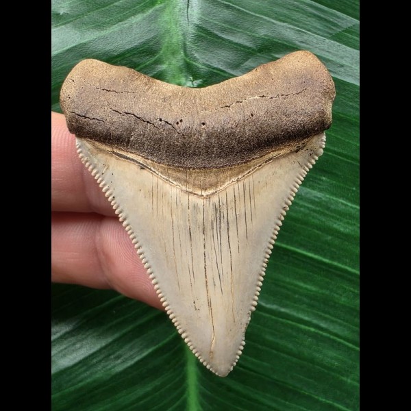 5,4 cm heller, scharfer Zahn des Megalodon 5,4 cm heller, scharfer Zahn des Megalodon