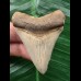 5,4 cm heller, scharfer Zahn des Megalodon 5,4 cm heller, scharfer Zahn des Megalodon
