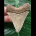 5,4 cm heller, scharfer Zahn des Megalodon 5,4 cm heller, scharfer Zahn des Megalodon